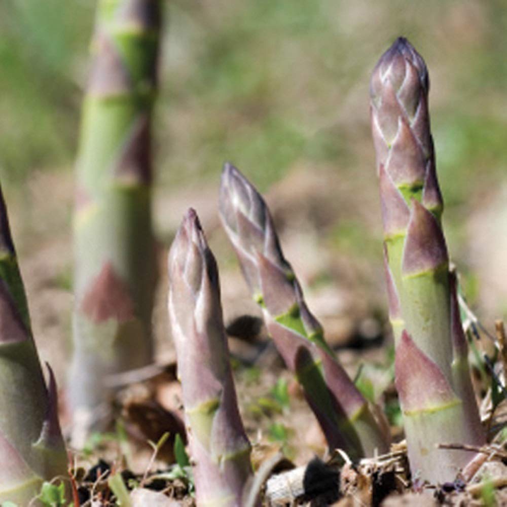 PREMIER SEEDS DIRECT - Asparagus - PRECOCE D'ARGENTUIL - 130 Finest Seeds