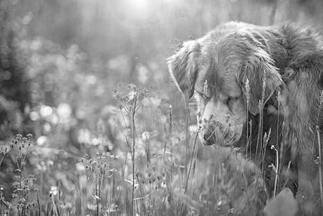 Amazon Co Jp 犬の壁紙 動物の壁紙 白黒の キャンバス ステッカー 印刷 壁紙ポスター はがせるシール式 写真 特大 絵画 壁飾り75cmx50cm Diy 工具 ガーデン