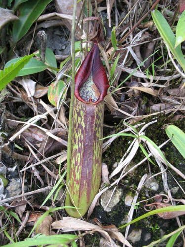 Amazon 食虫植物 Nepenthes Fusca ネペンテス フスカ 観葉植物 オンライン通販