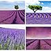 EMISH Dried Lavender Bundles - Freshly Harvested Real 100% Natural Lavender Bunch for DIY Home Office Party Wedding Decor