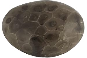 THE PETOSKEY STONE Petoskey Stone (Polished) Rock Hexagonaria | Beautiful Fossil with Nice Gift Bag