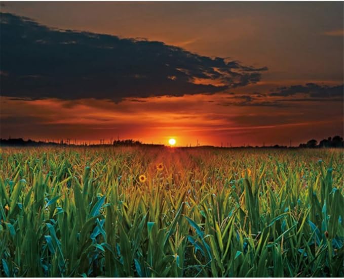 DNJKSA Campos de Hierba Puesta de Sol Naturaleza Paisaje Cartel de la