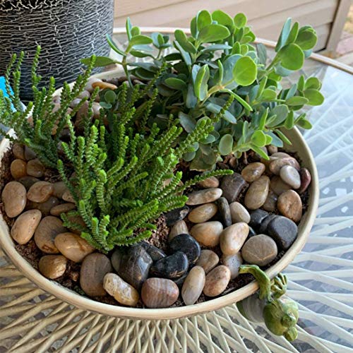 X Home 8 Pound Pebbles for Plants, 1/23/4 Inch Large River Pebbles, Decorative River Rocks for