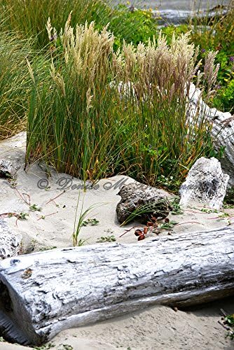 Driftwood and Sea Grasses Fine Art Photograph - Beach House Decor - Oregon Coast Photos - Bullards Beach State Park - Beach Decor