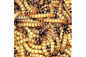Surmen Legacy 100 Live Superworms (Large)-Bulk and Organic from New Jersey