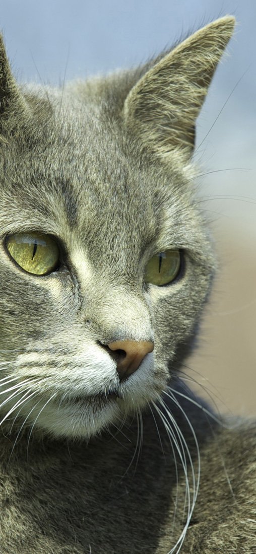 PeelitStickit Cat, Animal Wall Murals ID-115, vinyl