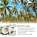 Coconut Oil 32 oz, Anjou Organic Extra Virgin, Gluten Free, Cold Pressed Unrefined Coconut oil for Hair, Skin, Cooking, Health, Beauty, USDA Certified, BPA Free Plastic Jar