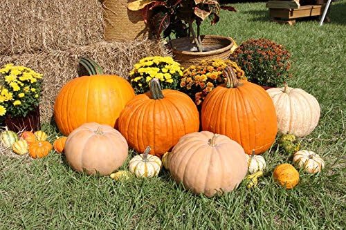 6.5 Ft*5 Ft(200cm*150cm) Customize Harvest Pumpkins Studio Polyester Cotton Photo Background Seamless Waterproof Printed Video Photography Backdrop