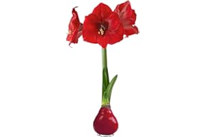 THE THREE COMPANY Waxed Amaryllis Bulb – Red Wax with Red Blooms – Live Holiday Gift Plant, Easy Care, No Watering Needed