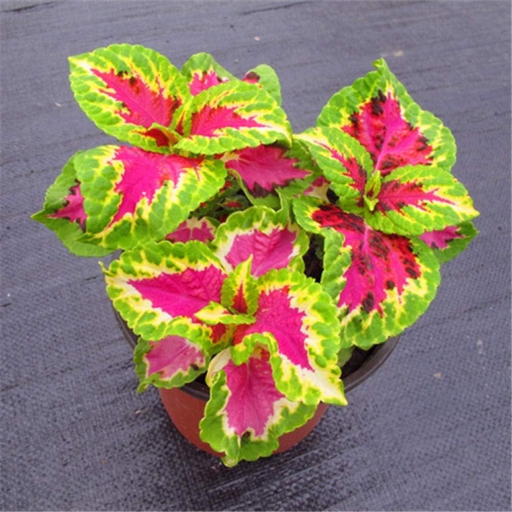 Promworld Exotic Flower Seeds,Coleus seedexcellent_1000 capsules