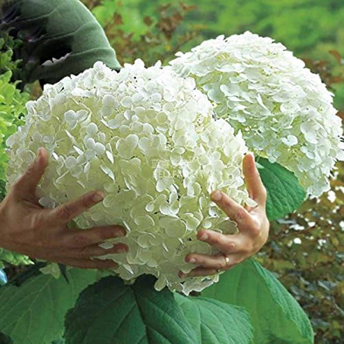 Best Garden Seeds New Hydrangea arborescens White Flower Seeds, 15 seeds, big blooming perennial shrub