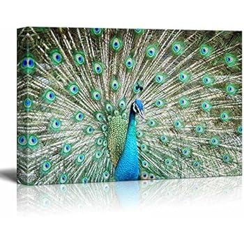 wall26 - Peacock Showing Its Feathers - Canvas Art Wall Decor - 24