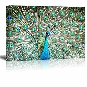 Peacock Showing Its Feathers Wall Decor