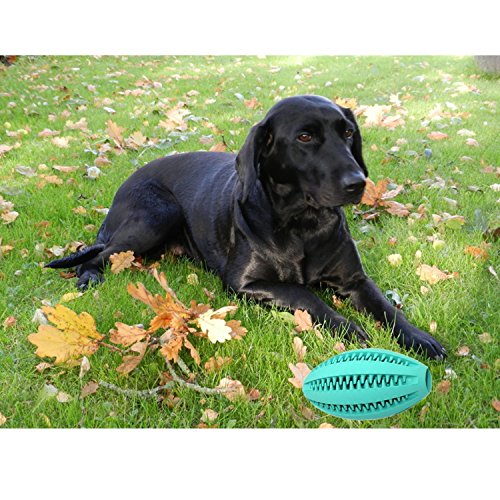 Toy Behavior Dog Is Possessive Over Toys Cheap Dog Is Possessive