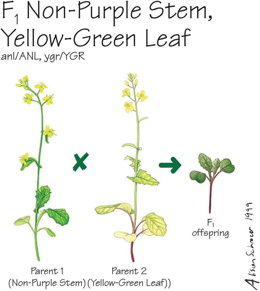 Brassica rapa Wisconsin Fast Plants, F1 Non-Purple Stem, Yellow-Green Leaf Seed, Pack of 50.