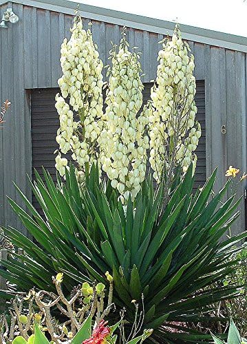 Amazon 種子 Yucca Filamentosa ユッカ フィラメントサ フィラメントーサ イトラン 糸蘭 5粒 Diy 工具 ガーデン