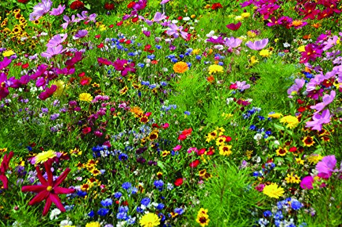 "Wildflower Seed Mix for Pollinators" - Image 4