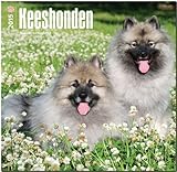 Keeshonden 2015 Square 12x12 (Multilingual Edition)