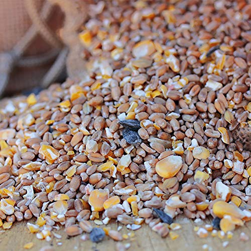 FederGold Körnermix â Hochwertige Getreidemischung für Wachteln, Hühner, Enten & Co. â Natürliche Energie & Verdauungsförderung mit Grit â Regional & Ohne Gentechnik – Bild 4