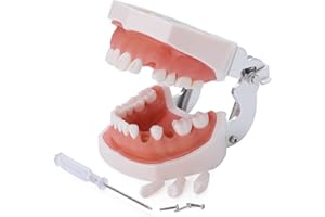Healthible Typodont Teeth Model - Dental Practice Typodont Model with Removable Kilgore Typodont Teeth and a Small Screwdriver