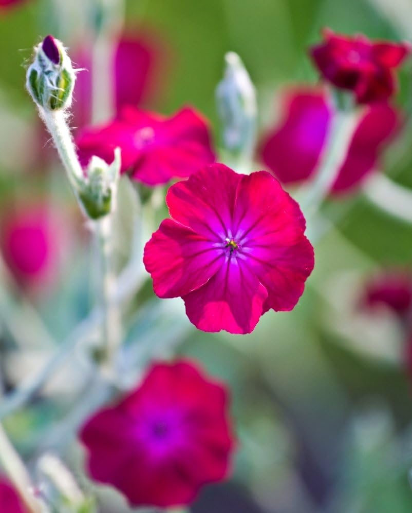 Rose Campion Seeds Lychnis coronaria 360 Seeds Amazon.co.uk