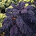 Purple Curly Kale/Leafy Cabbage 'Scarlet' (Brassica Oleracea L.) Vegetable Plant Seeds, Medium Late, Cold Resistant Heirlomm