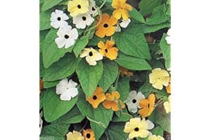 THUNBERGIA ALATA Thunbergia Seed (Black Eyed Susan Vine) Mix of Orange,Yellow and White Flowers !(30 Seeds)