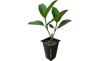 FLORIDA FOLIAGE Sweet Viburnum Odoratissimum - 60 Live Plants - Evergreen Privacy Hedge