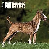 Bull Terriers 2017 Wall Calendar 12