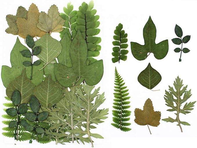 Amazon Com Paquete De 21 Hojas Prensadas Secas Hojas Prensadas Secas Naturales Reales Hojas De Herbario De Plantas Hojas Secas Para Arte Arte Arte Arte Y Moldes De Resina 2 Pack 4 Arte Manualidades Y