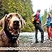 Dog Training Collar With Remote - 8 Levels of Shock and Vibration Correction Plus Sound Mode - Fully Adjustable Electric E Collar With Remote for Large, Medium, and Small Dogs