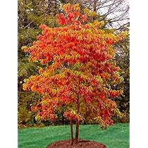 Amazon.com : 2 Sassafras Trees - 10-16