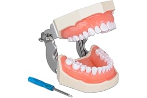 Ultrassist Typodont Teeth Model with 28 Detachable Teeth for Dental Hygiene Students, Suitable for Teaching, Practice and Stu