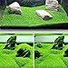 Aquarium Plants Seeds Aquatic Double Leaf Carpet Water Grass, for Fish Tank Rock Lawn Garden Decor
