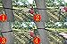 Cutequeen stell Stand with Hammock and 2pcs 16+1 Loops Tree Straps