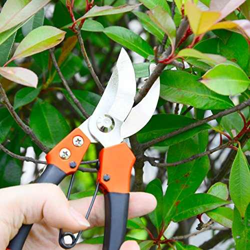 GANCHUN Pruning Shears Stainless Steel Garden Pruner 8" Bypass Garden Shears for Bonsai,Branch,Tree Trimmer,Flowers. - Thumbnail 5