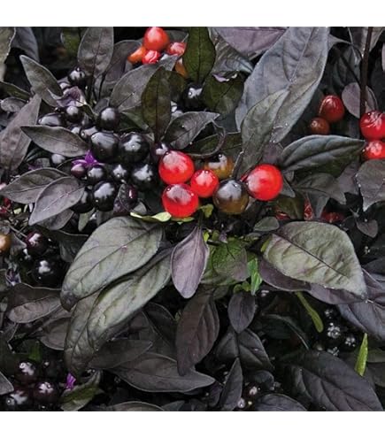 Amazon.com : Peppercorns (Black Pepper) Seeds (20+ Seeds) | Non GMO |  Vegetable Fruit Herb Flower Seeds for Planting | Home Garden Greenhouse  Pack : Patio, Lawn & Garden