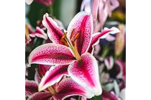 5pcs Lily Bulbs Precious Variety Gorgeous and Sweet Easy to Care for Home Yard Garden Backyard Blooming Throughout The Year E