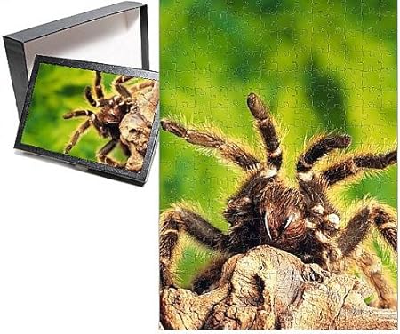 Amazon Co Jp フォトジグソーパズルof Tarantula ルブロンオオツチグモ ホーム キッチン