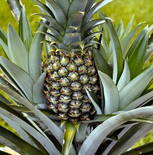 mass cane dracaena Buy Dracaena Mass Cane Plants Online