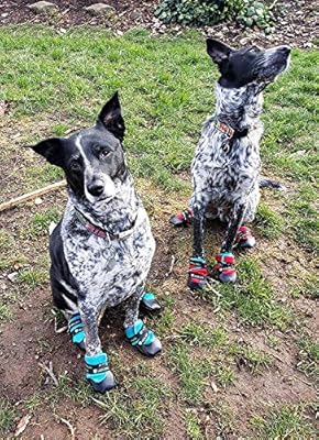 urban walkers dog boots