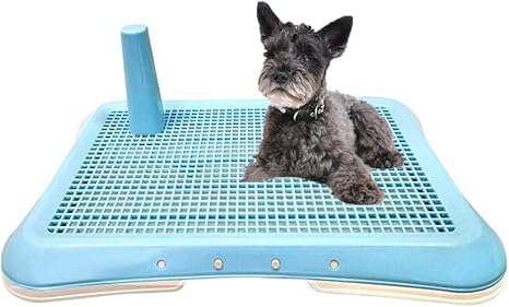 chihuahua and shih tzu mix full grown