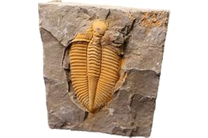 Cambrian Authentic Arthropod Real Trilobite Fossil Rocks from Hunan of China 450 Million Years Ago for Collections and Educat