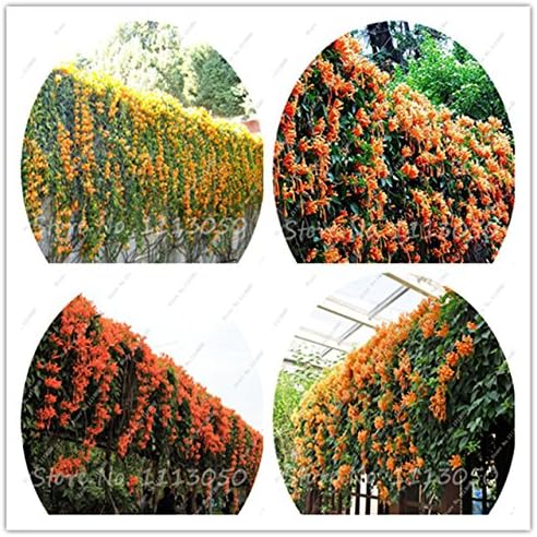 Seeds Shopp Rare Chinese Orange Pyrostegia venusta Perennial Climbing Plant Flower Seeds for Home Garden Decoration 30 Pcs