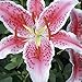 Shuohu 50 Pcs Rare Lily Flower Seeds, Planting Flowers Lilium Perfume seed four seasons Brand New !