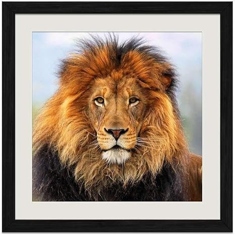 Amazon キング オブ ビーストのライオンのたてがみの顔 ブラックウッドフレームプリントポスターxインチ アートフレーム ポスター オンライン通販