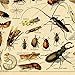Vintage Poster Print Art Insects Identification Reference Species Collection Entomology Diagram Chart Wall Decor (20.87'' x 31.5'')