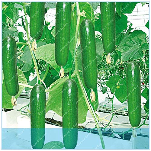 HONIC Frutas Pepino japonés 50 / Paquete Vegetal principios de la ...