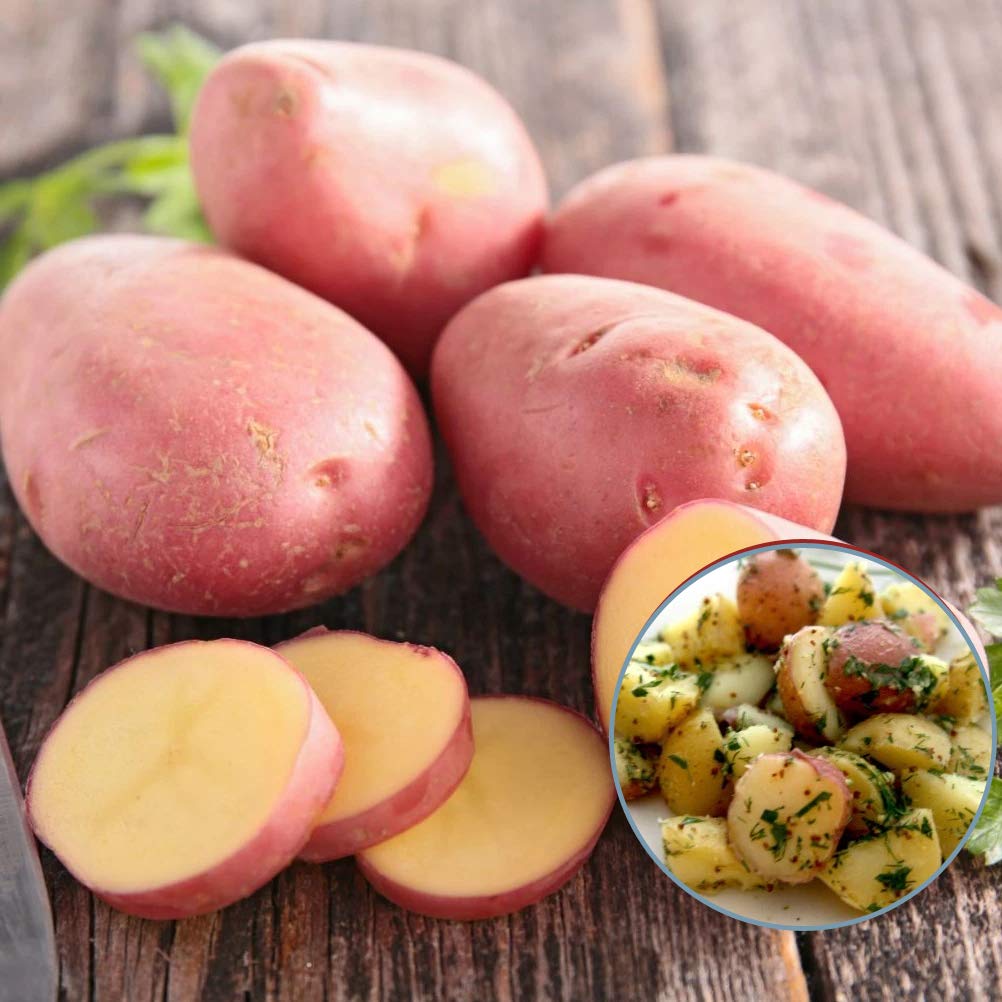 10 x Seed Potatoes Desiree - All Rounder in Cooking- Mashed Boiled Roasted- Perfect to Grow in Your Beautiful Kitchen Garden - RHS Award of Garden Merit