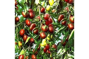 Fresh 20Pcs Giant Sweet Jujube Fruit Seeds for Planting Red 2 : Package Contains Seeds